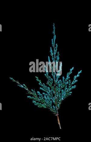 Juniper twig on a black background. Stock Photo