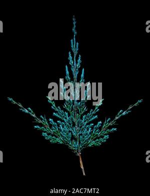 Juniper twig on a black background. Christmas concept. Stock Photo
