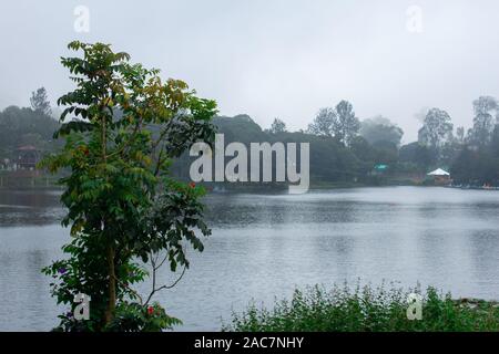 Scenic view of a tree and Yercaud Lake in background which is one of the largest lakes in Tamil Nadu. India Stock Photo