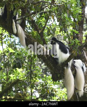 A group of black and white colobus monkeys, the mantled guereza (Colobus guereza) with their magnificent white mantels and tails relax on tree branche Stock Photo
