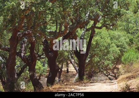 road in mediterranean forest, Serra Ossa, south of Portugal Stock Photo