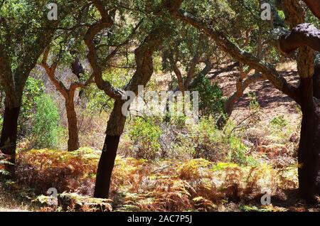 mediterranean forest in Serra Ossa, south of Portugal Stock Photo