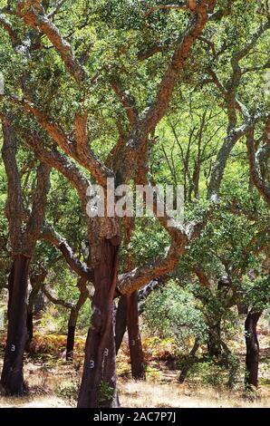 mediterranean forest in Serra Ossa, south of Portugal Stock Photo