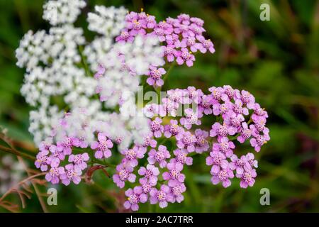 Bright yarrow flower in the meadow on a blurry green background. Latin name Achillea millefolium. Stock Photo