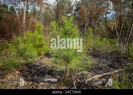 Regenerating loblolly pine forest devastated by the Southern pine beetle along the Virginia USA coast. Stock Photo