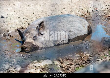 One pig is lying side by side on the ground comfortably among the mud. Black pig is resting in the mud. Stock Photo