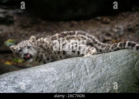 Snow leopard cub (Panthera uncia). Young snow leopard. Stock Photo