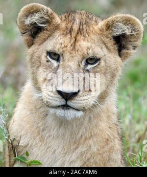 A lion cub (Panthera leo) pauses while playing with its sibling in the long dry grass of the Serengeti. Serengeti National Park, Tanzania. Stock Photo