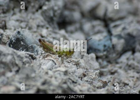 Grasshopper in an extinct fire Stock Photo - Alamy