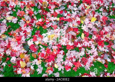 Fallen red maple leaves (Acer) on green grass. Stock Photo