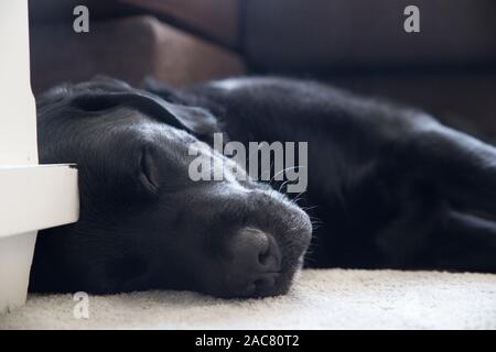Relaxed Labrador Retriever Sleeping on Carpet Stock Photo