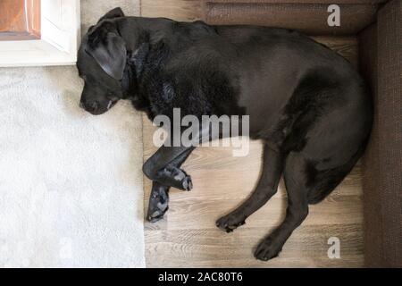 Relaxed Labrador Retriever Sleeping on Carpet Against Sofa Stock Photo