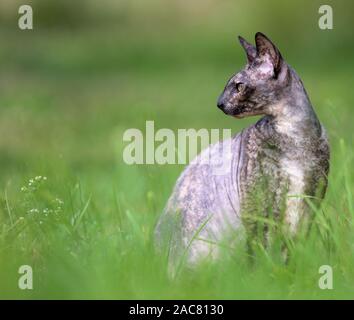 Grey Cornish Rex cat sitting in grass and looking around Stock Photo