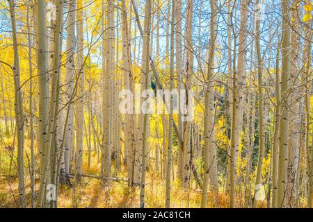 Dense grove of aspen tree trunks in the autumn in Colorado Stock Photo