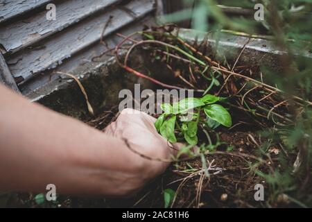 Close-up of hand of a woman planting organic basil in backyard concrete planter Stock Photo
