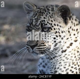 A  leopard (Panthera pardus) relaxes in the shade. Serengeti National Park, Tanzania.