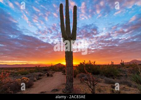 A Lone Saguaro cactus With brillant colored Desert Sunrise Background In Arizona near Scottsdale preserve. Stock Photo