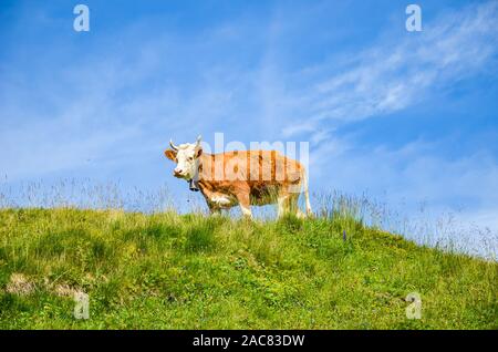 Single brown cow standing on the green Alpine pasture. Blue sky above. Cattle on the field. Cow grazing in the Alps. Farm animals. Animal rights concept. Stock Photo
