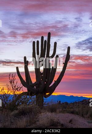 Silhouette Of Large Saguaro Cactus At Sunrise in Arizona with Mountain range in background. Stock Photo