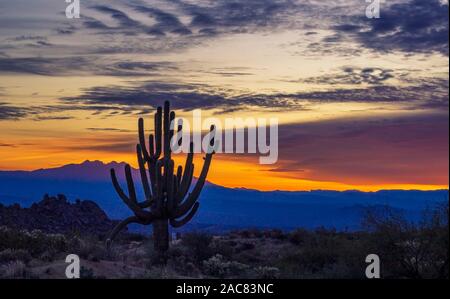 Funky Old Growth Saguaro Cactus At Sunrise In Arizona desert preserve in Scottsdale. Stock Photo