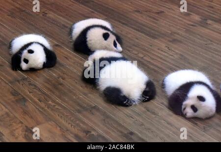 baby pandas sleeping in crib