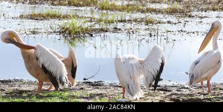 Great white pelicans (Pelecanus onocrotalus) rest and preen by open water on the edge of the Silale Swamp.  Tarangire National Park, Tanzania. Stock Photo
