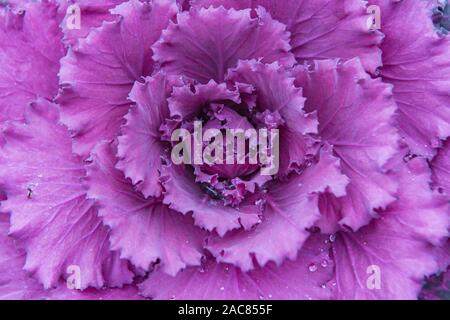 Brassica oleracea aka. fall cabbage - winter cabbage - purple ornamental cabbage - close up of pink decorative cabbage Stock Photo