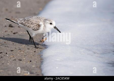 A sanderling checking the sea foam for food. Stock Photo