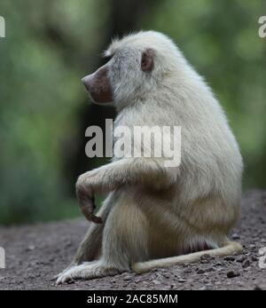 An albino female olive baboon (Papio anubis) sits beside a track. Arusha National Park. Arusha, Tanzania. Stock Photo