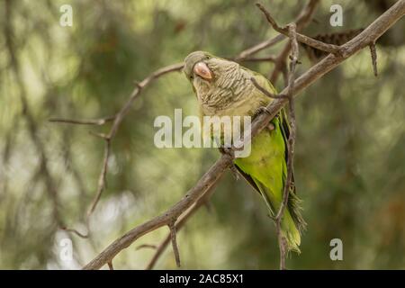 Monk parakeet, Myiopsitta monachus, Quaker parrot, is a species of true parrot in the family Psittacidae. Small, bright-green parrot with a greyish br Stock Photo