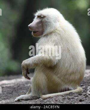 An albino female olive baboon (Papio anubis) sits beside a track. Arusha National Park. Arusha, Tanzania. Stock Photo