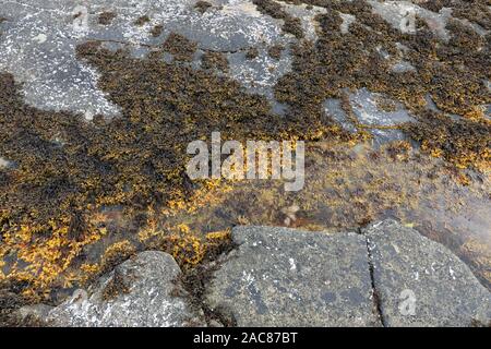 Bladder wrack seaweed (Fucus vesiculosus) growing on rocky shore and visible at low tide Stock Photo