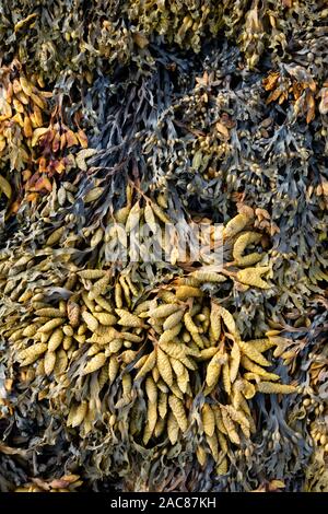 Bladder wrack seaweed (Fucus vesiculosus) growing on shore and visible at low tide Stock Photo