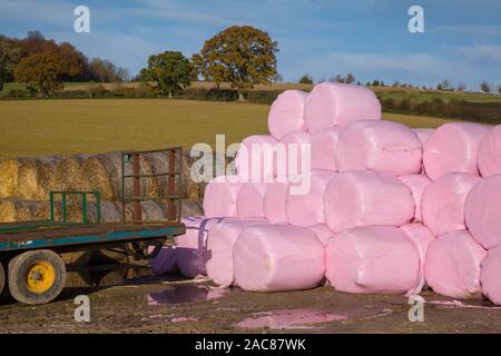 Brightly coloured pink plastic round hay or straw bales stacked in the countryside with a trailer with fields and oak trees behind in bright sunshine Stock Photo