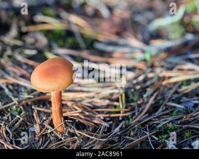A little mushroom in the forest Stock Photo
