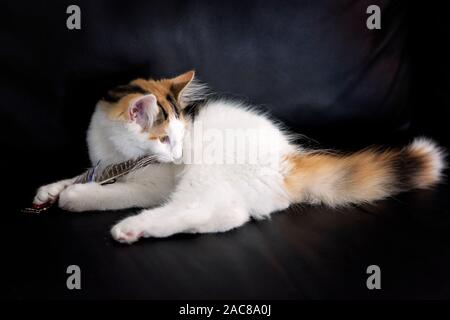 A Norwegian Forest kitten playing with a feather, isolated on a black background Stock Photo