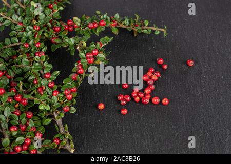 Lot of whole wild red rowanberry on grey stone Stock Photo