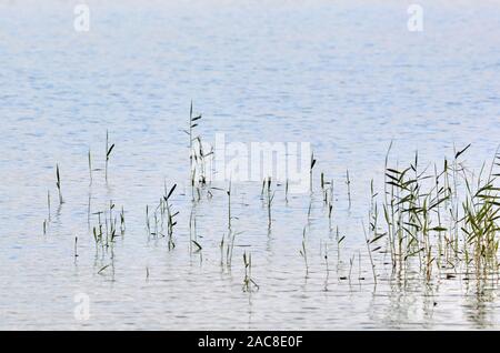 Sparse vegetation sticking from water in Bogesundslandet near Vaxholm, Sweden Stock Photo