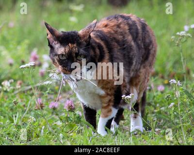 Cat carrying a mouse that she caught Stock Photo