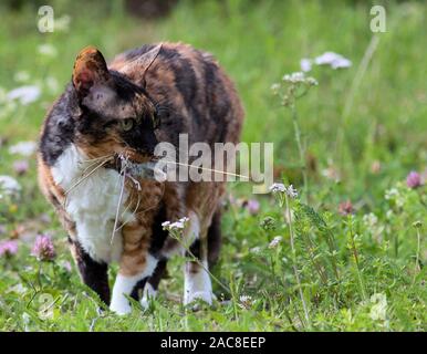 Cat carrying a mouse that she caught Stock Photo