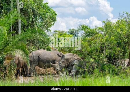 Southern white rhinoceros (southern square-lipped rhinoceros, Ceratotherium simum simum), Ziwa Rhino Sanctuary, Nakasongola District, Central Uganda Stock Photo