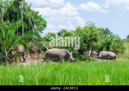 Southern white rhinoceros (southern square-lipped rhinoceros, Ceratotherium simum simum), Ziwa Rhino Sanctuary, Nakasongola District, Central Uganda Stock Photo