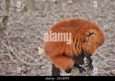 a red shy ruffed lemmur Stock Photo