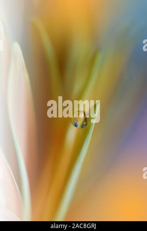 Beautiful Nature Background.Floral Art Design.Abstract Macro Photography.Daisy Flower.Orange Background.Creative Artistic Wallpaper.Celebration,love. Stock Photo