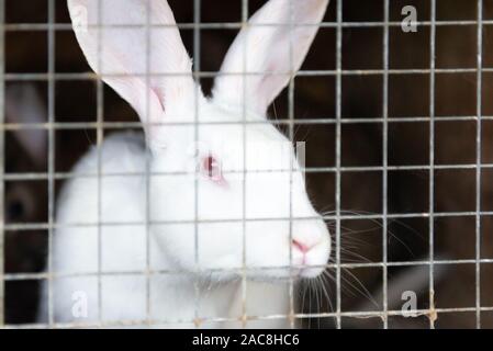 A white rabbit with red eyes. Rabbit looks through the bars. Stock Photo