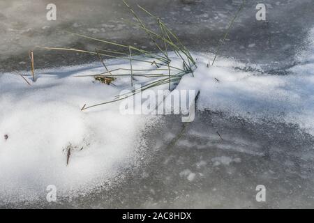 Semi-abstract of reeds poking up from a frozen pond, with bubbles in the ice and a drift of snow curving across the middle of the image. Stock Photo