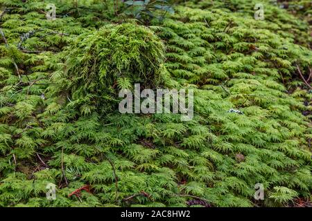 The frame is filled by a deep, dense green carpet of feathery moss growing on the forest floor and a small tree stump (coastal British Columbia). Stock Photo