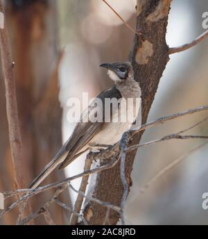 Little Friarbird (Philemon citreogularis) perched in a tree, Queensland, QLD, Australia Stock Photo