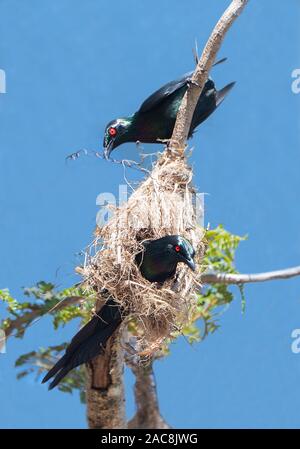 A pair of Metallic Starlings (Aplonis metallica) building a nest, Far North Queensland, FNQ, QLD, Australia Stock Photo