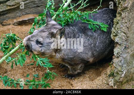 View of a Southern hairy-nosed wombat (Lasiorhinus latifrons) at the Melbourne Zoo Stock Photo